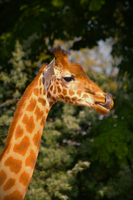Afrika, Giraf, Dierentuin, Dier