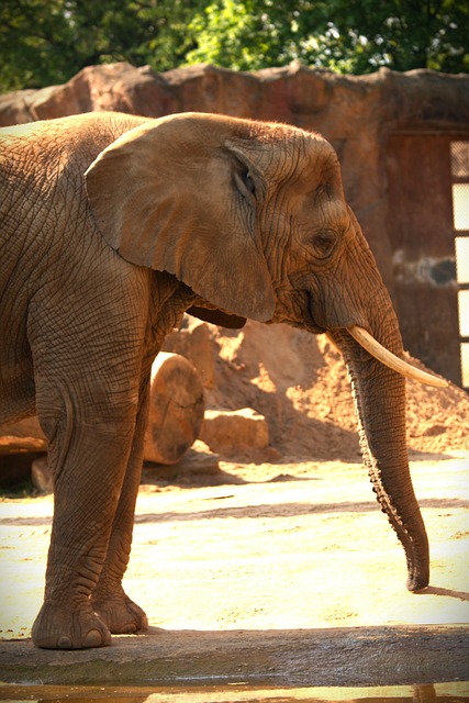 Olifant, Dier, Afrika, Dierentuin