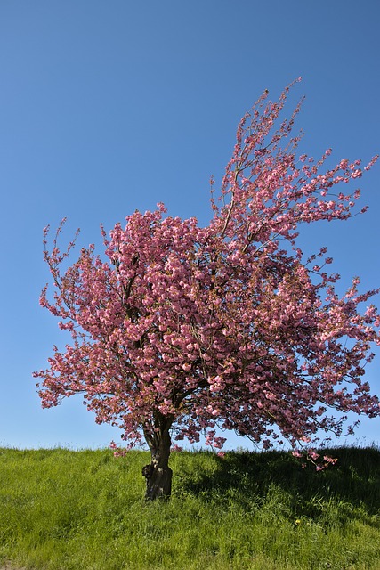 Free Cherryblossom Bluesky photo and picture