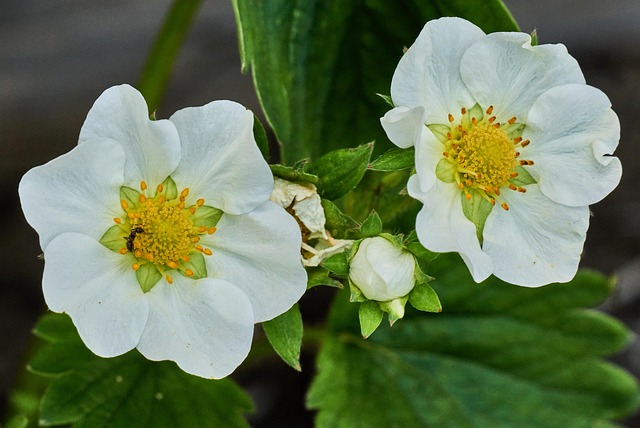 Natur, Pflanze, Flora, Blüte, Erdbeere