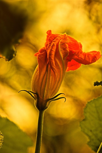 Free Zucchini Blossom photo and picture