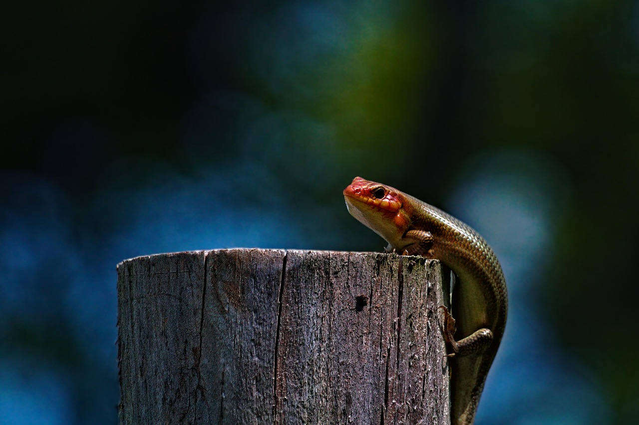 Lizard - free online jigsaw puzzle photo