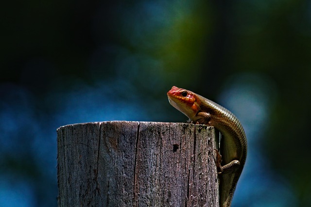 Free Lizard Skink photo and picture
