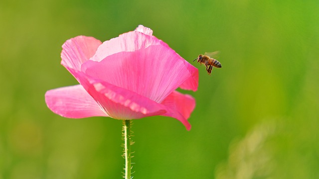 Free Bee Flower photo and picture