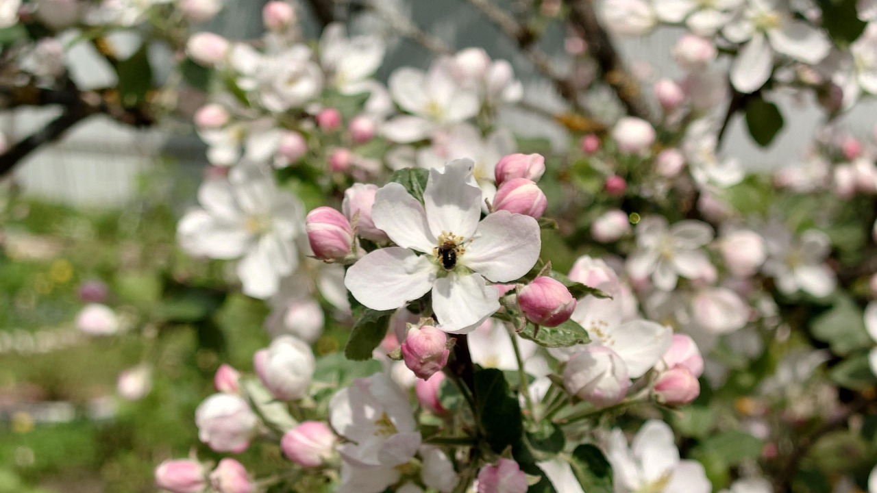 Apple Tree Spring Bloom Free photo on Pixabay Pixabay