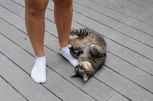 Free Cat Feline photo and picture
