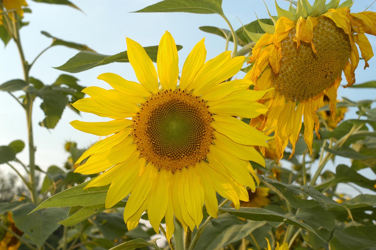 Sunflower Flower Nature - Free photo on Pixabay - Pixabay