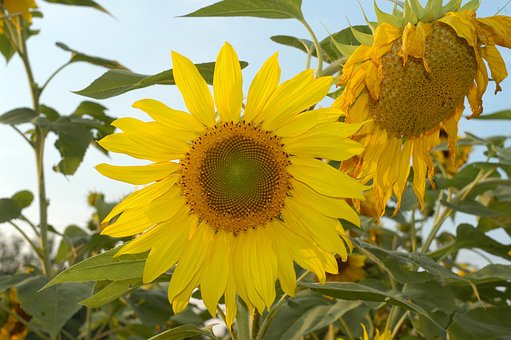 Free Sunflower Flower photo and picture