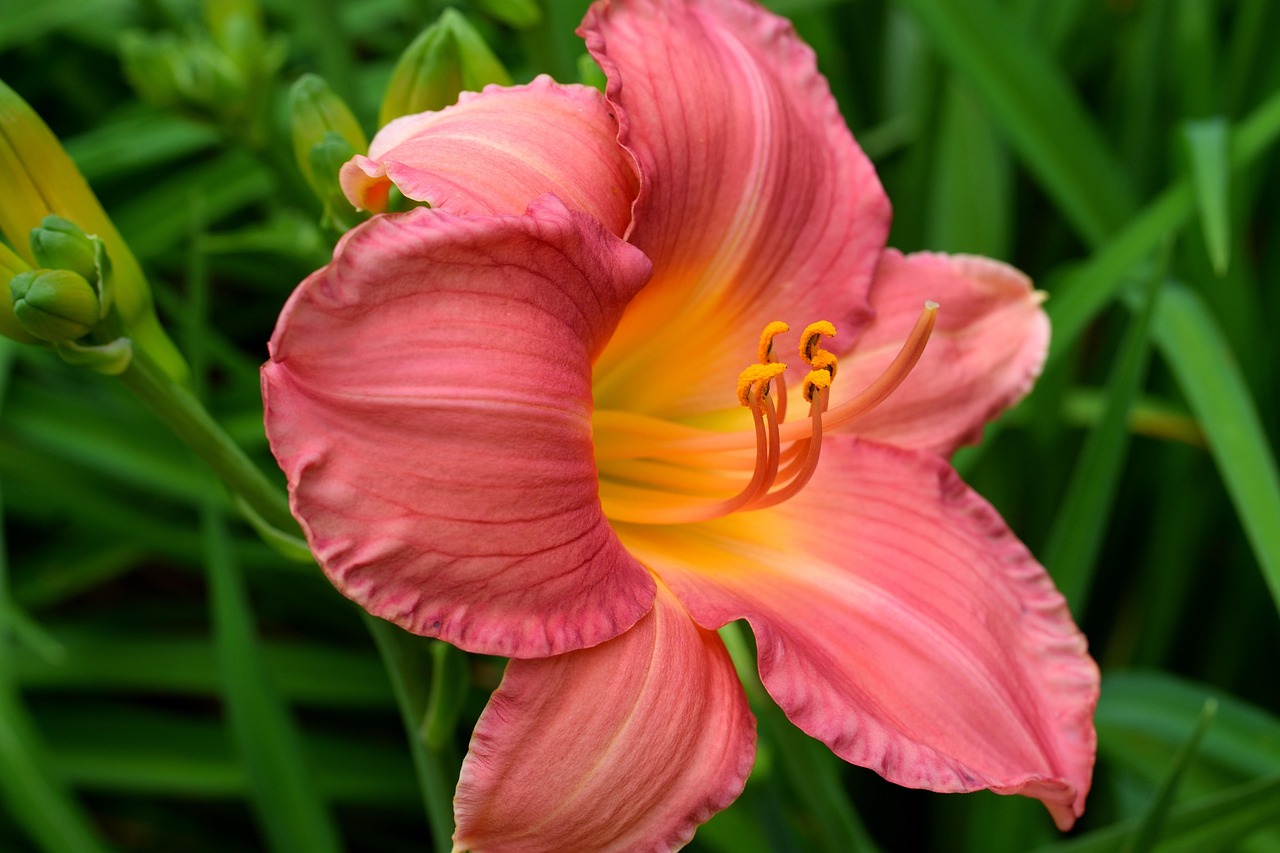 Daylily Lily Flower - Free photo on Pixabay - Pixabay
