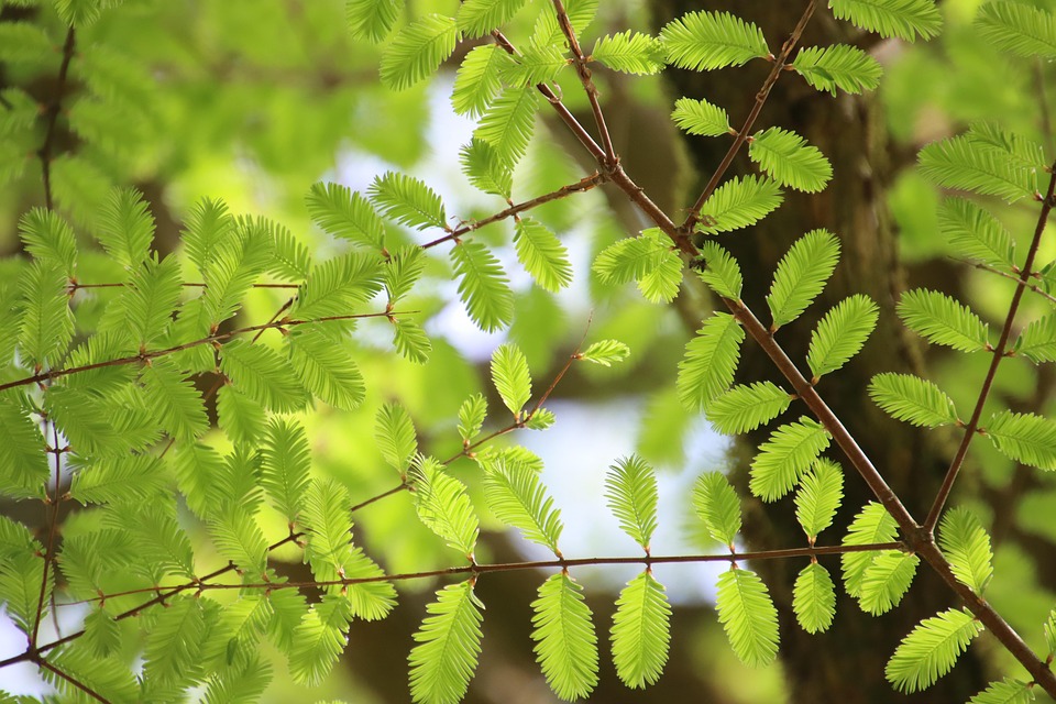 Tree Leaves Green - Free photo on Pixabay