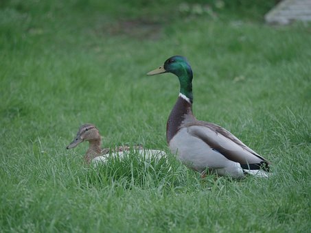 And, Natur, Gråand, Græs, Vild, Fugl