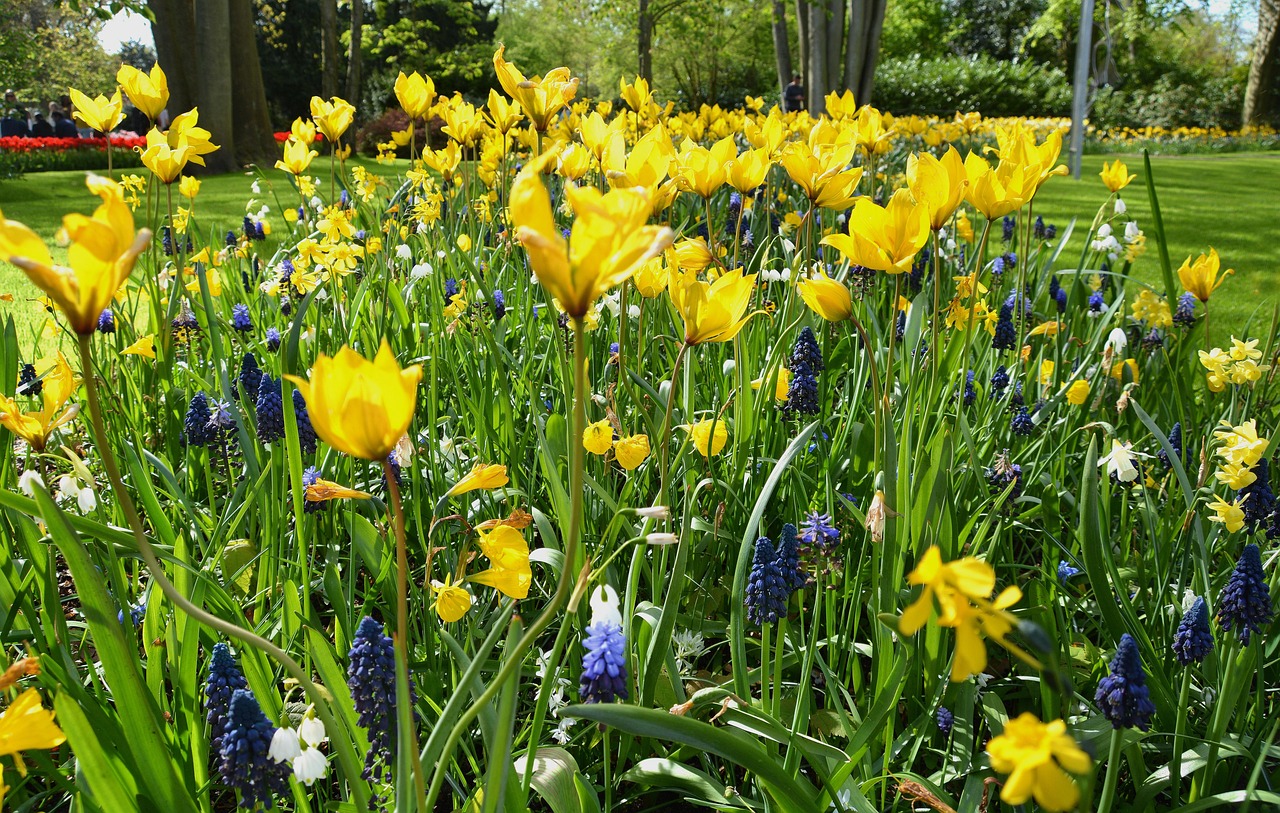 Tulips Flowers Holland Free photo on Pixabay Pixabay