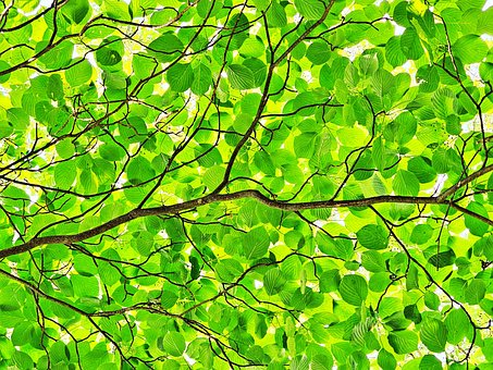 Free Tree Forest photo and picture