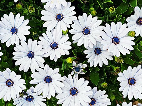 Free White Flowers photo and picture