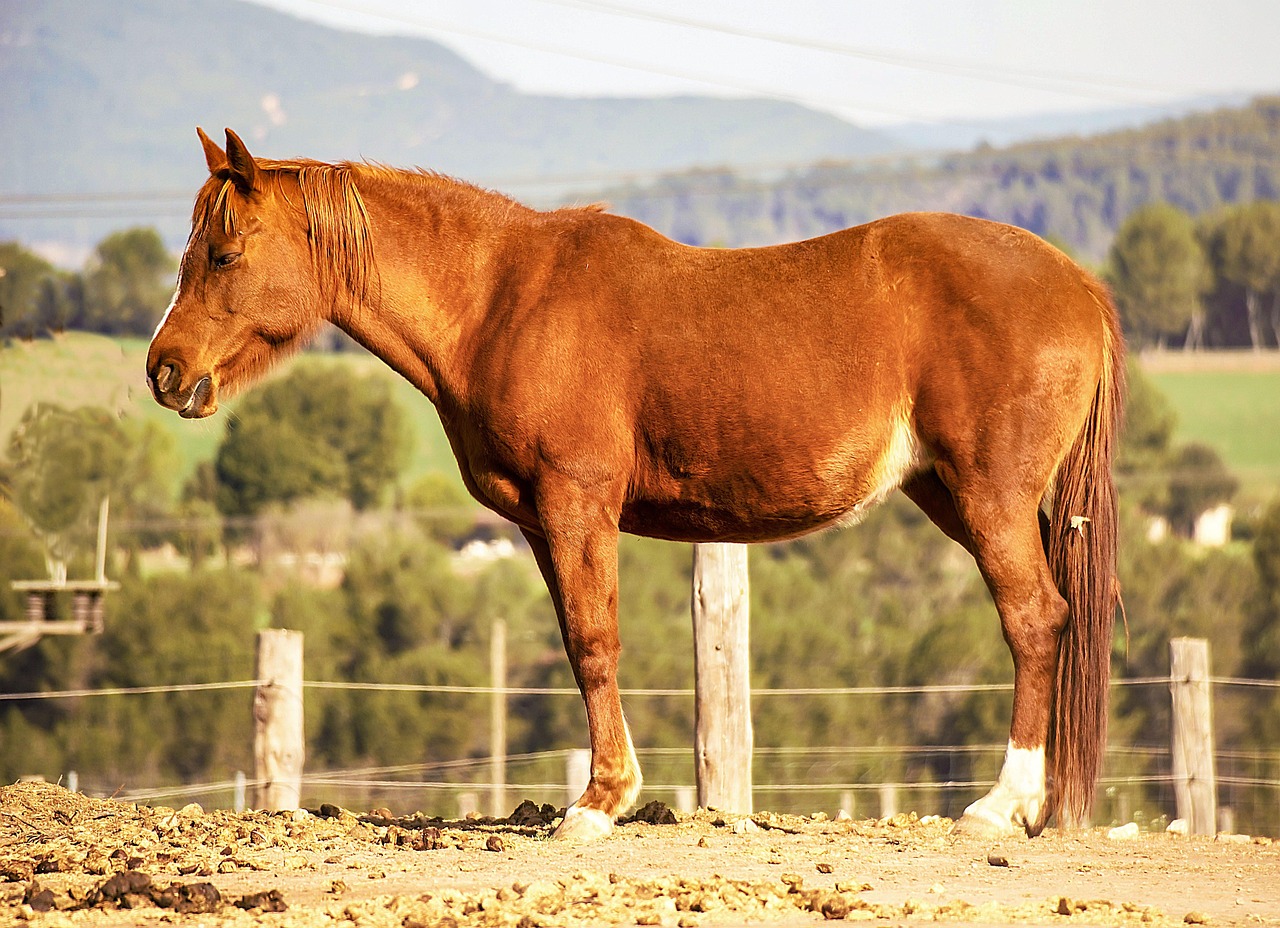 Cavalo Equino Herbívoro - Foto gratuita no Pixabay - Pixabay