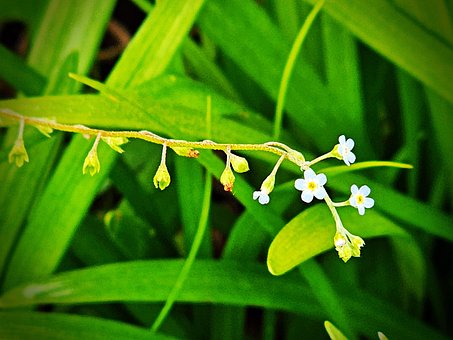 Free Flowers Nature photo and picture