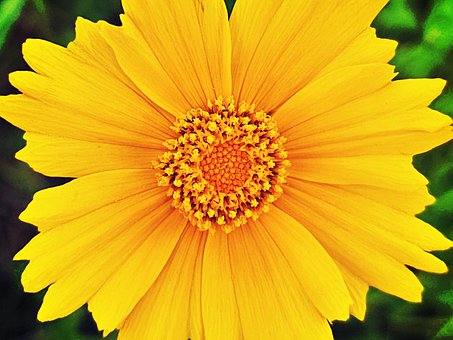 Free Flower Bloom photo and picture