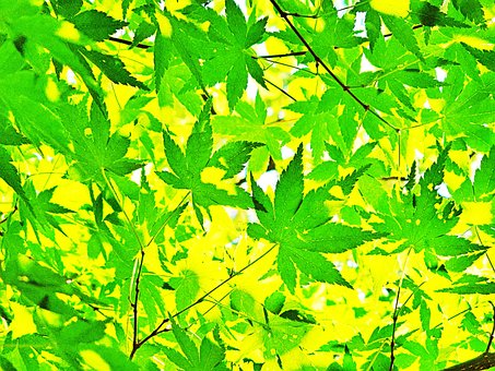 Free Green Nature photo and picture