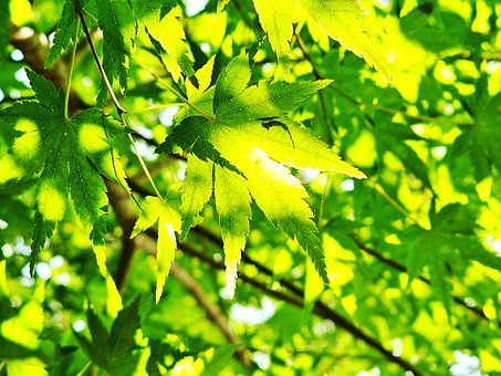 Free Leaf Maple photo and picture