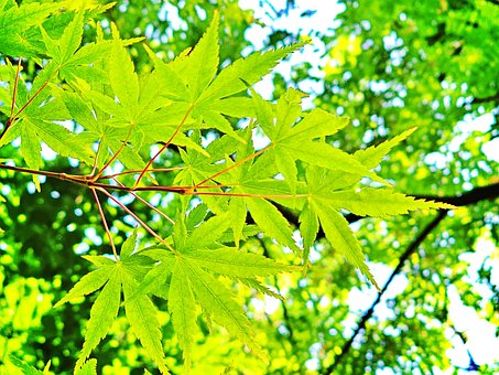 Free Maple Tree photo and picture