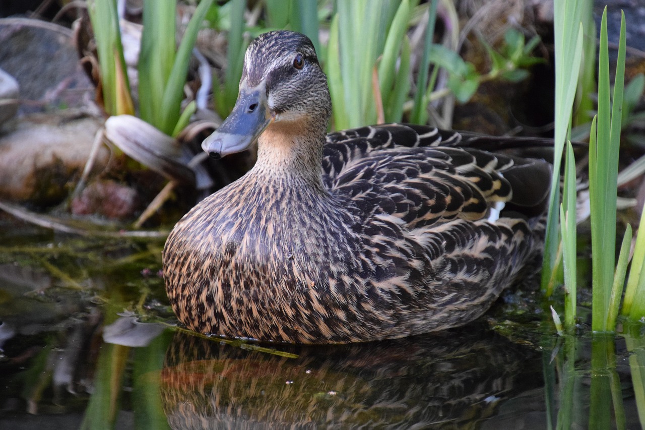 Waterfowl Reed Duck Reed Female - Free photo on Pixabay