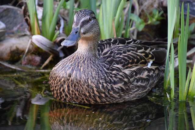 Duck Reed Female - Free photo on Pixabay