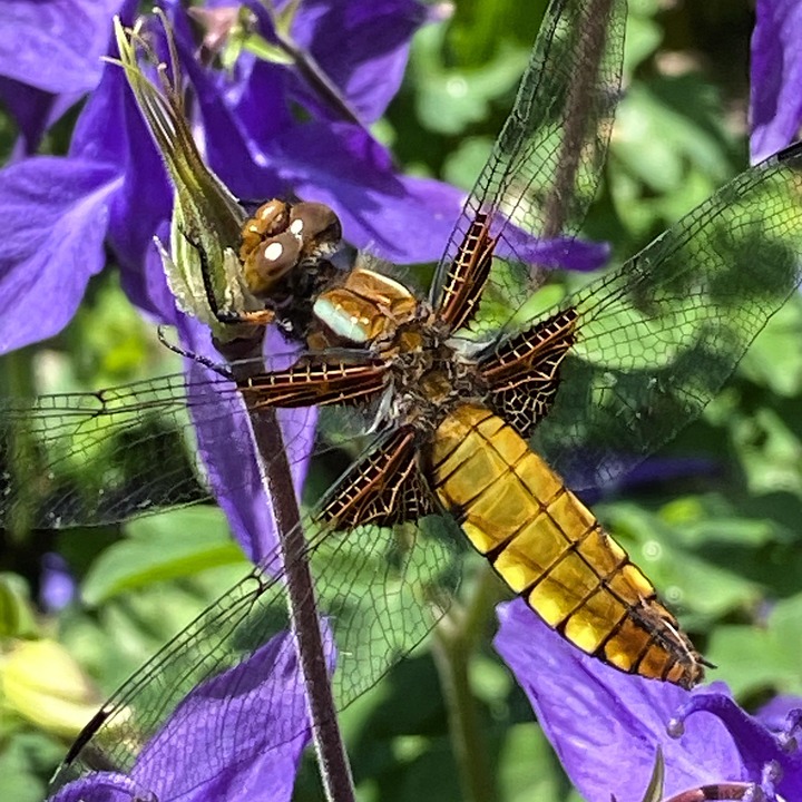 Libel Insect Dragonfly Libel Vrouwelijk - Gratis foto op Pixabay - Pixabay