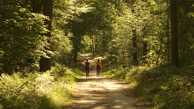 People Path Trees - Free photo on Pixabay - Pixabay