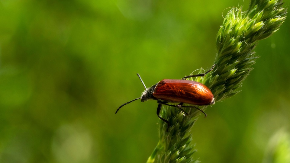 Bug Insect Flowers - Free photo on Pixabay