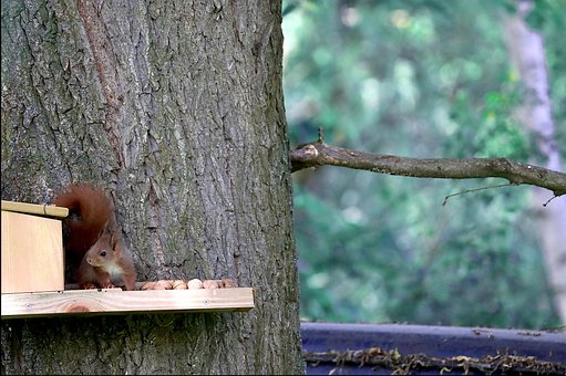Free Squirrel Rodent photo and picture