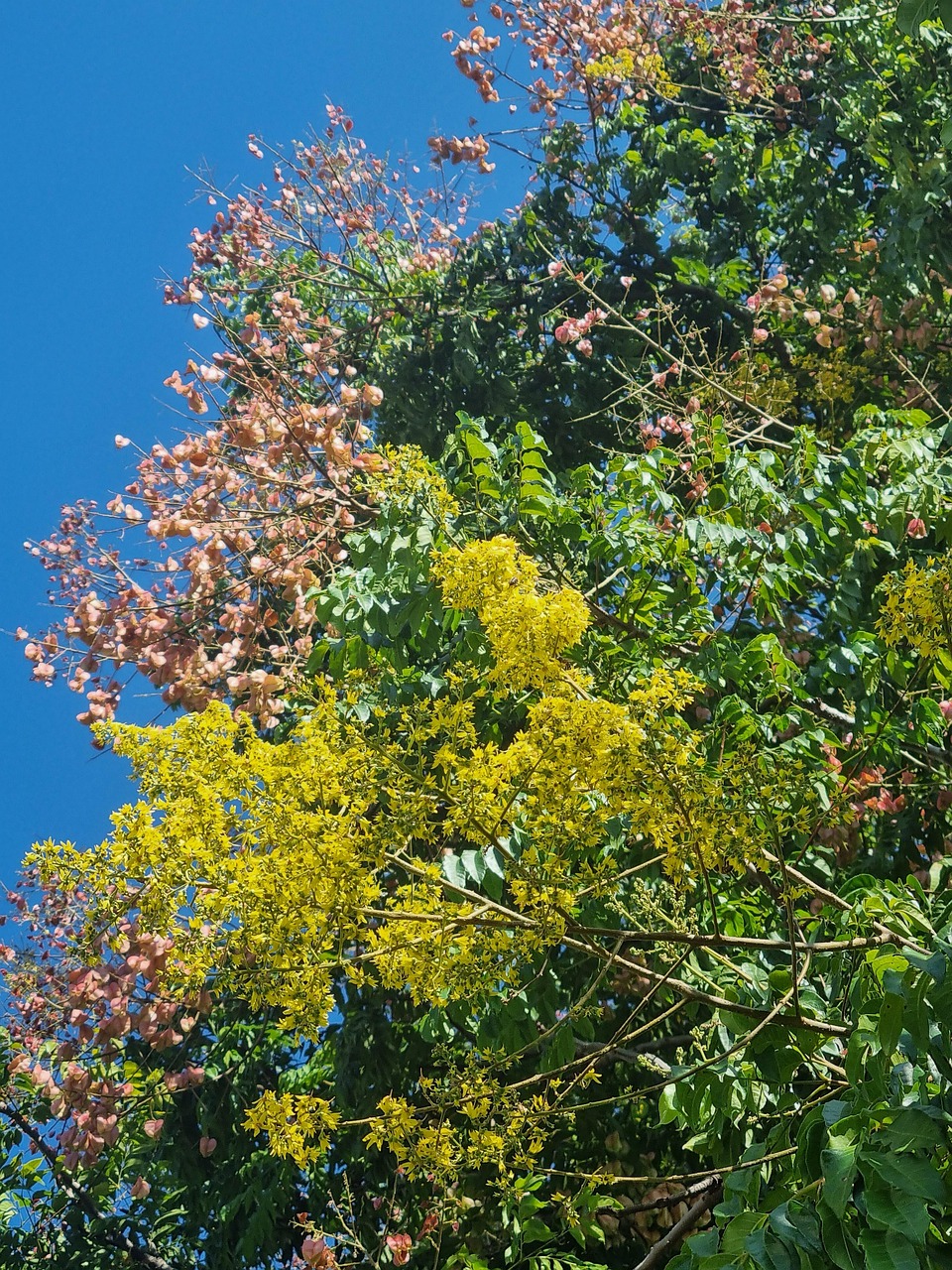 Flowers Tree Free photo on Pixabay Pixabay