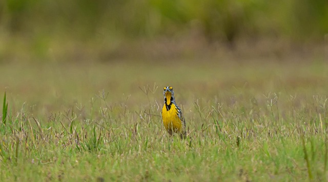 Free Bird Beak photo and picture