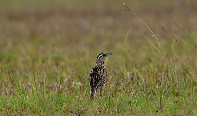 Free Bird Beak photo and picture