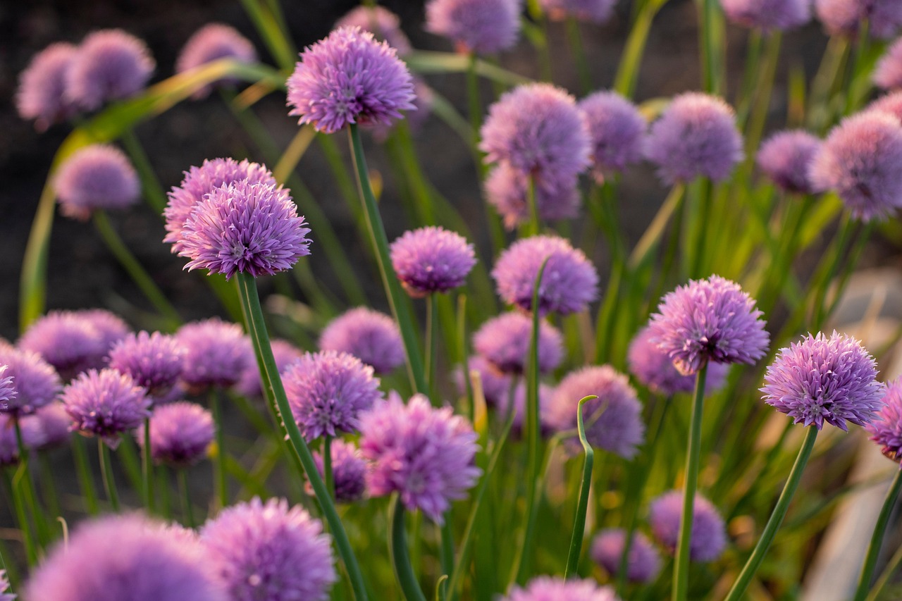 Blumen Schnittlauch Lilane - Kostenloses Foto auf Pixabay - Pixabay
