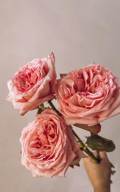 Free Flower Nature photo and picture