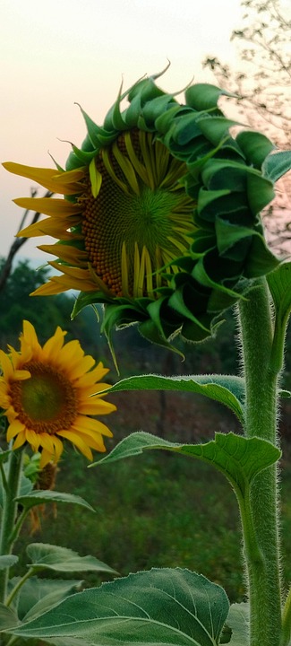 Nature Flower Yellow - Free photo on Pixabay - Pixabay