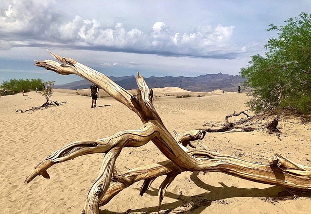 Free Dead Tree Desert photo and picture