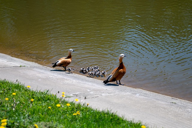 Free Duck Ducklings photo and picture