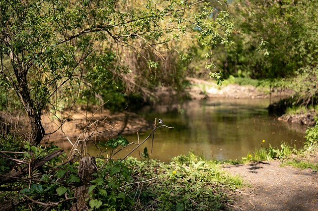 Free Pond The Park photo and picture