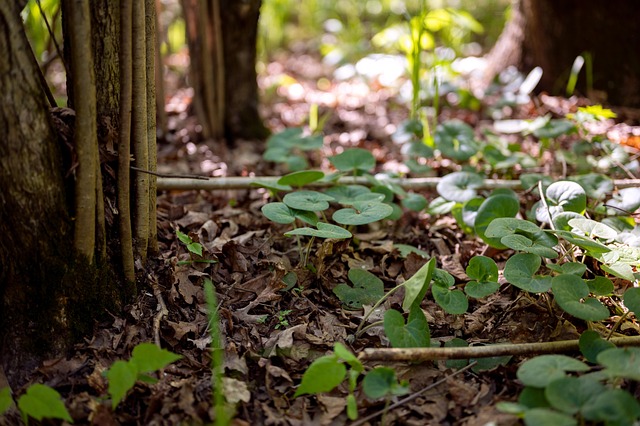 Free Forest Grass photo and picture