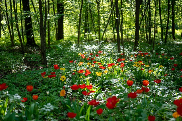Free Tulips Flowers photo and picture
