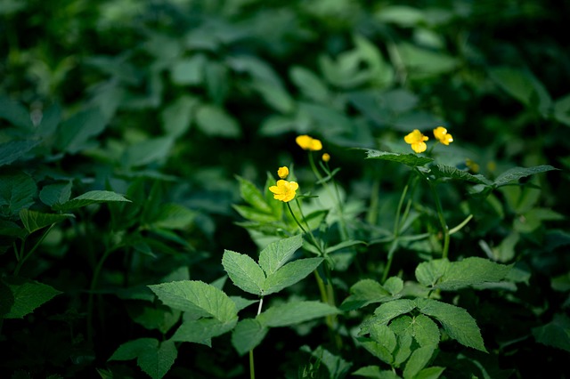Free Grass Buttercup photo and picture