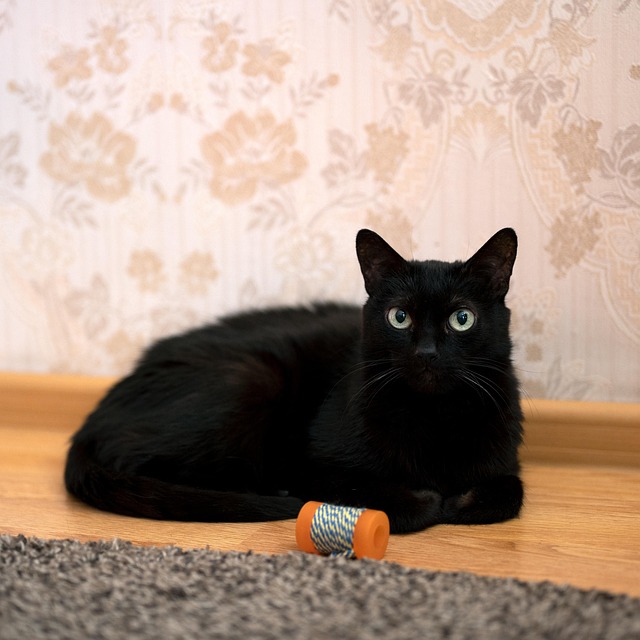 Free Cat Toy photo and picture