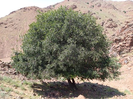 Free Tree World Tree photo and picture