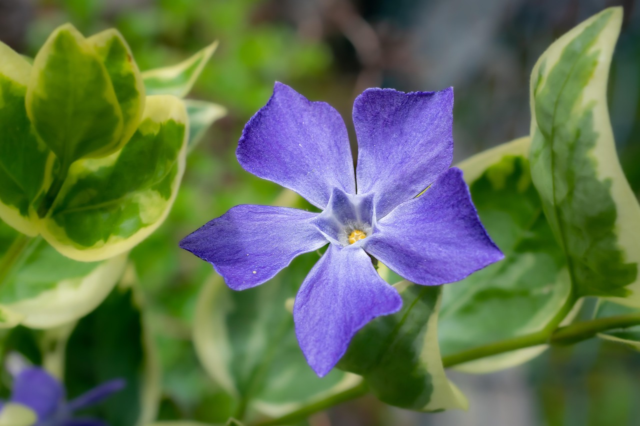 Fleur Fleurir Bloom Persistant À - Photo gratuite sur Pixabay - Pixabay