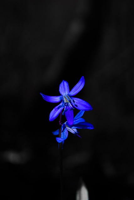 Flor, Flora, Natureza, Azul, Flores