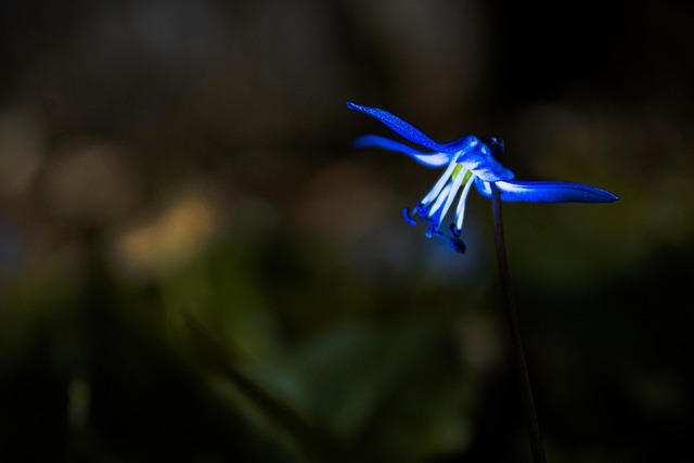 Natureza, Flora, Flores, Primavera