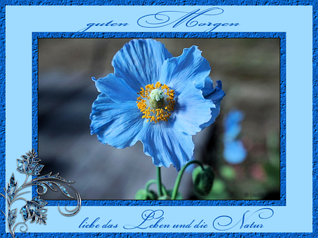 Gruß, Blumen, Guten Morgen, Frühstück