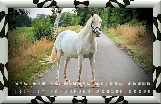 Kalenderblatt, Juni, 23, Pferd, Natur