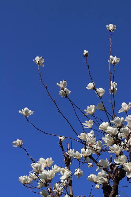 Magnolia, Flores, Naturaleza, Primavera